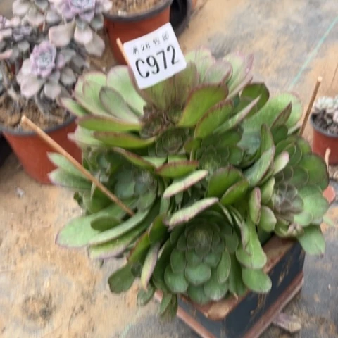 972万圣节不包断枝