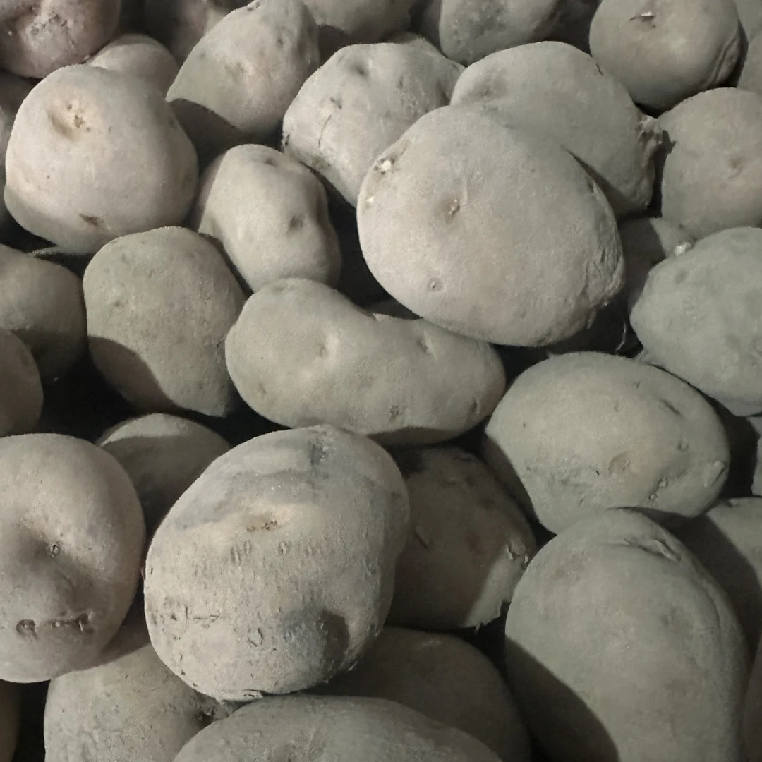 陕西八仙高山黄心洋芋