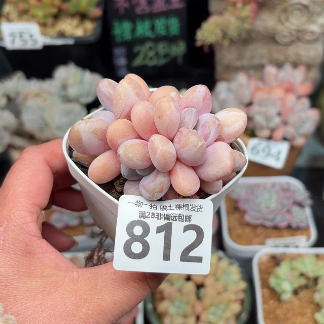 粉兔缀无盆土发货