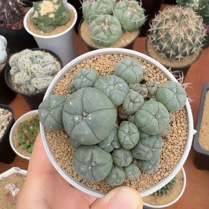飞***f草球仙人球123456