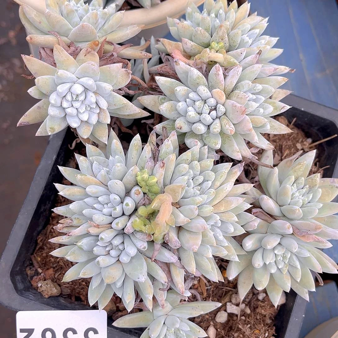 瑕疵特价不售后3362