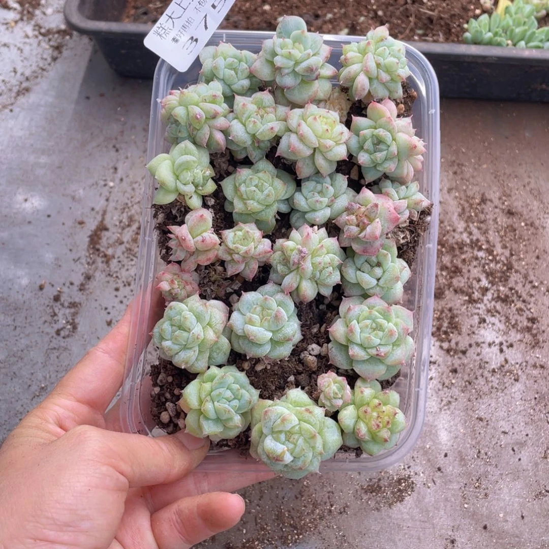 糕大上多肉植物375