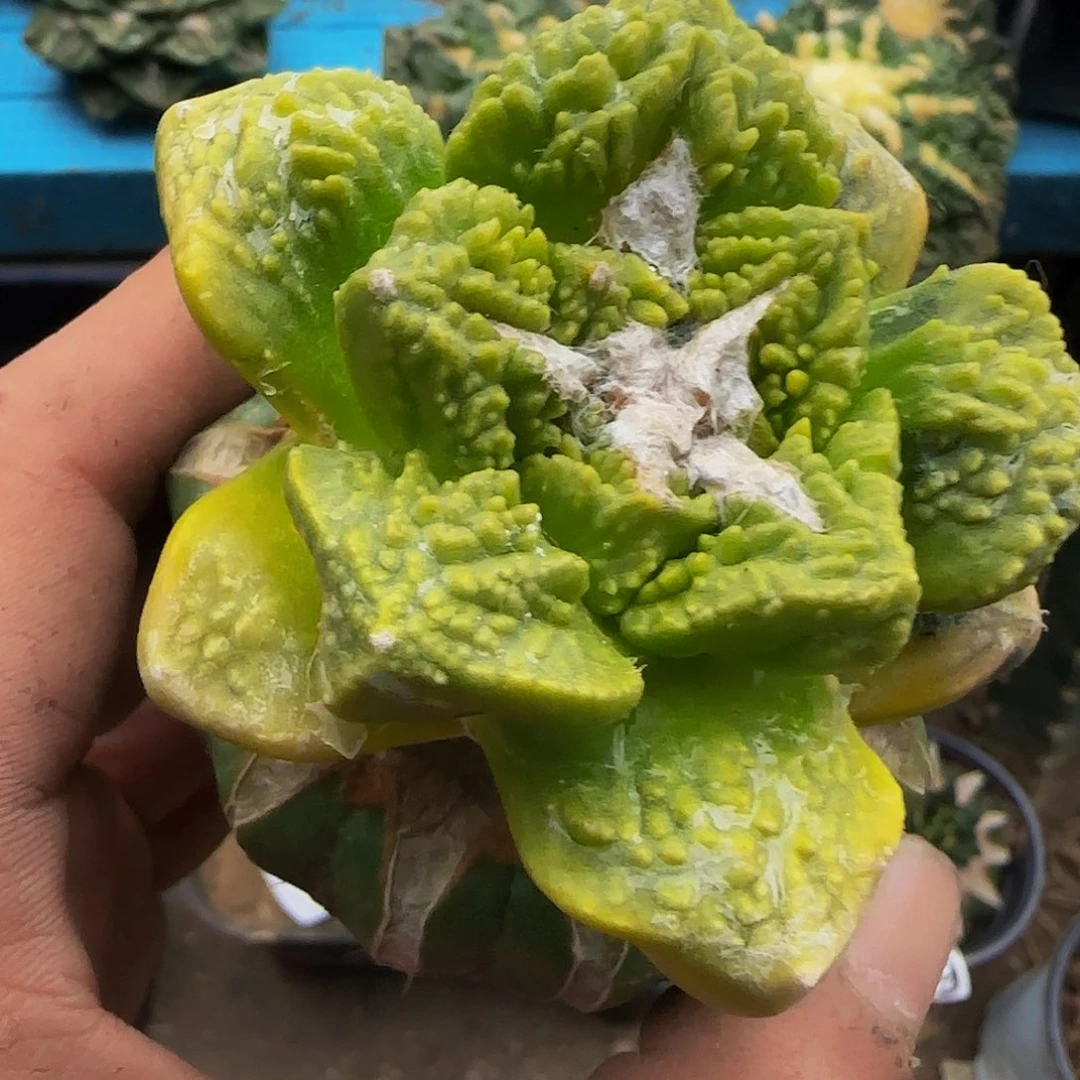 龟甲锦653仙人球开花