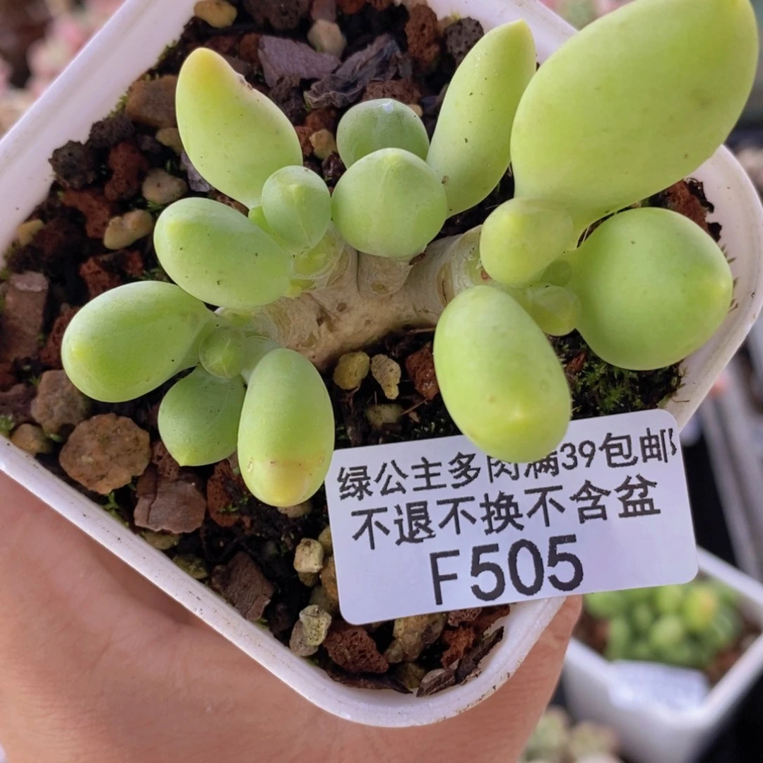 芒果奶5cm505多肉植物