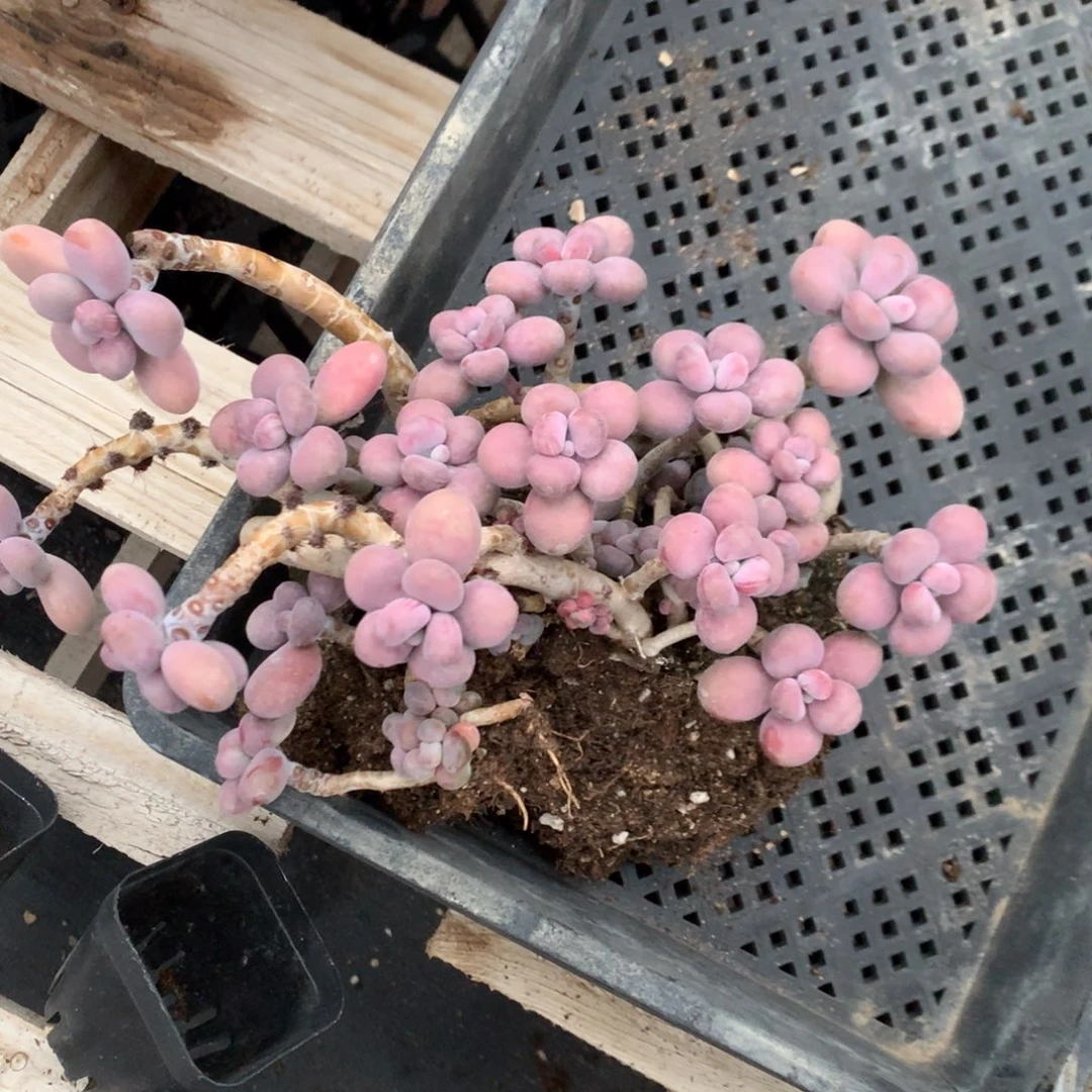 F***y桃蛋老桩有微瑕不带盆48号