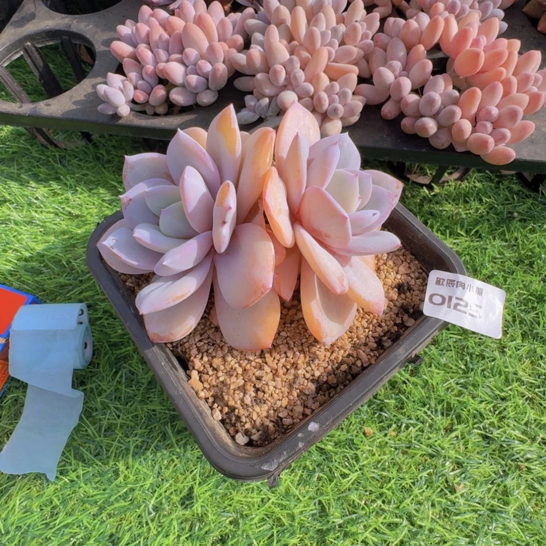 多肉植物奶茶双头0125