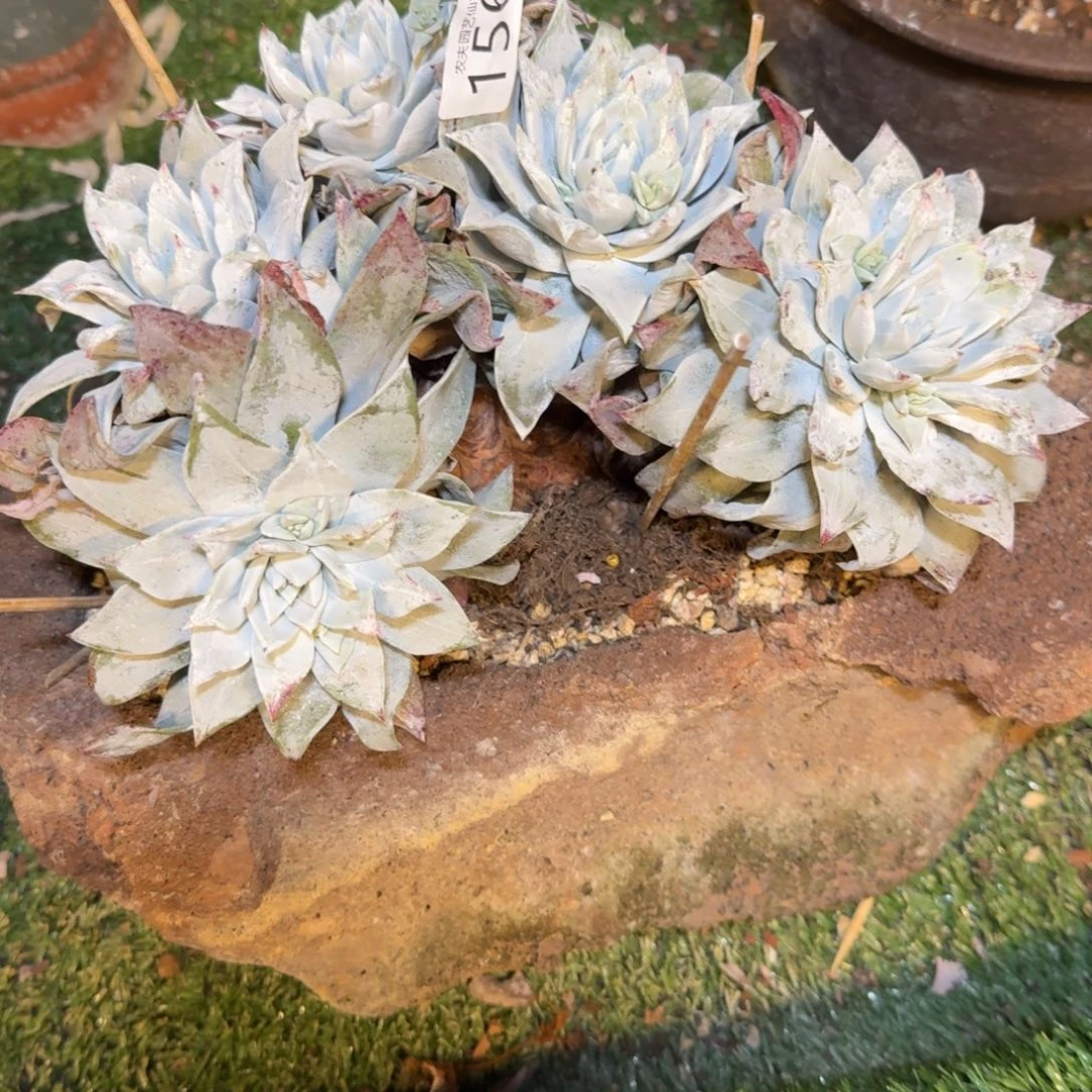 ****B3代杂交仙女杯多肉福利