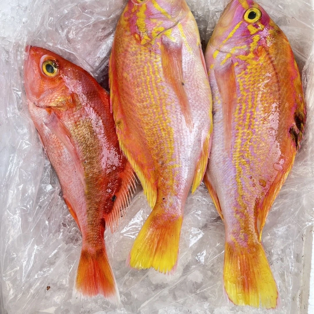 舟山海鲜 新鲜速冻 金菠萝 黄金龙 4斤/份 顺丰直发