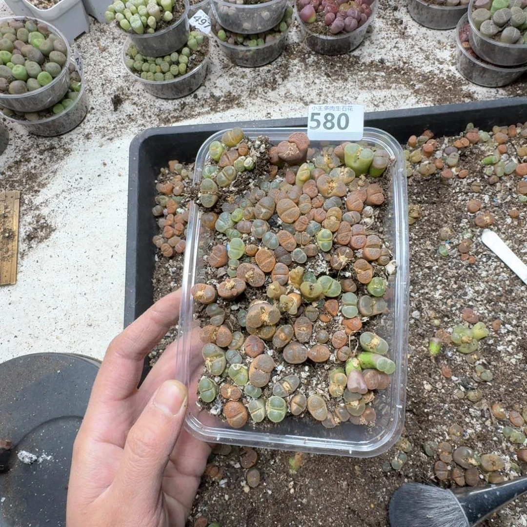 ✨***✨580。风铃一大盒