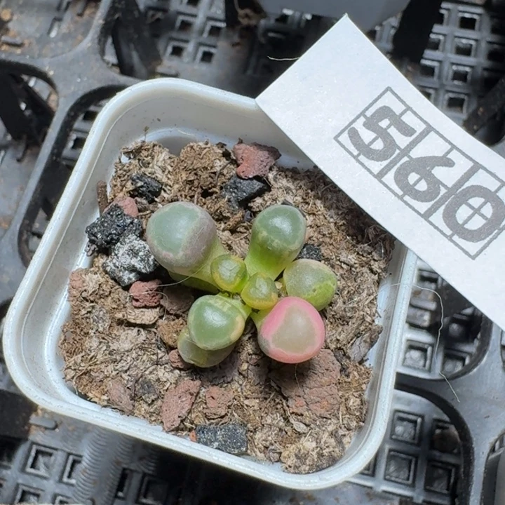 一***间560五十铃玉锦带盆发货