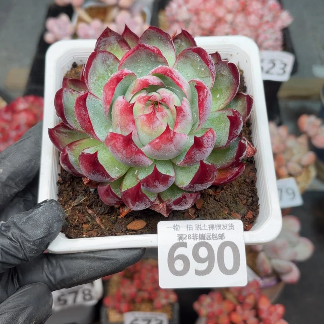 大惊鸿仙子无盆土发货