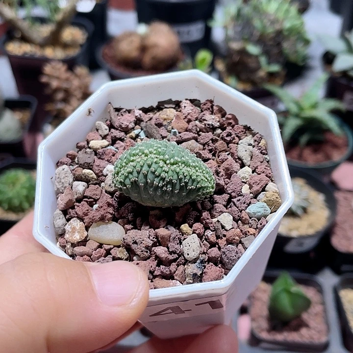 741实生菊水缀化仙人球
