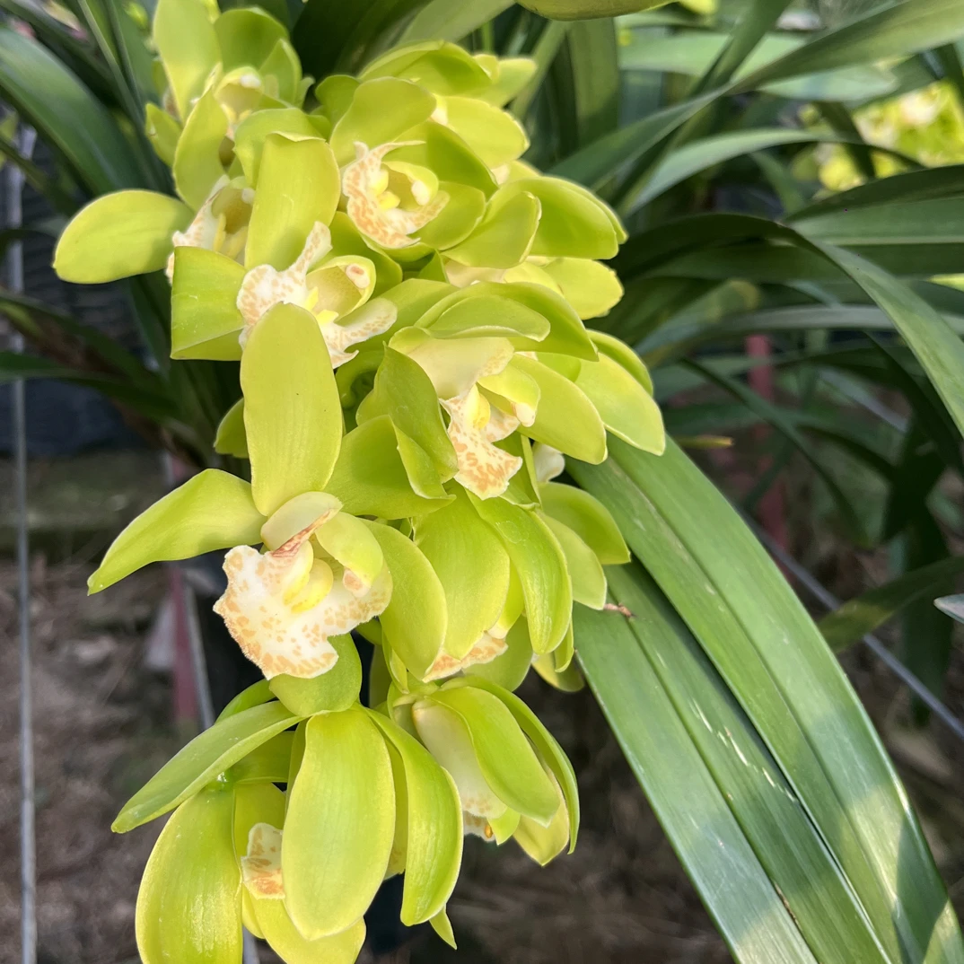 大花惠兰青苹果 花期长 云南基地直发