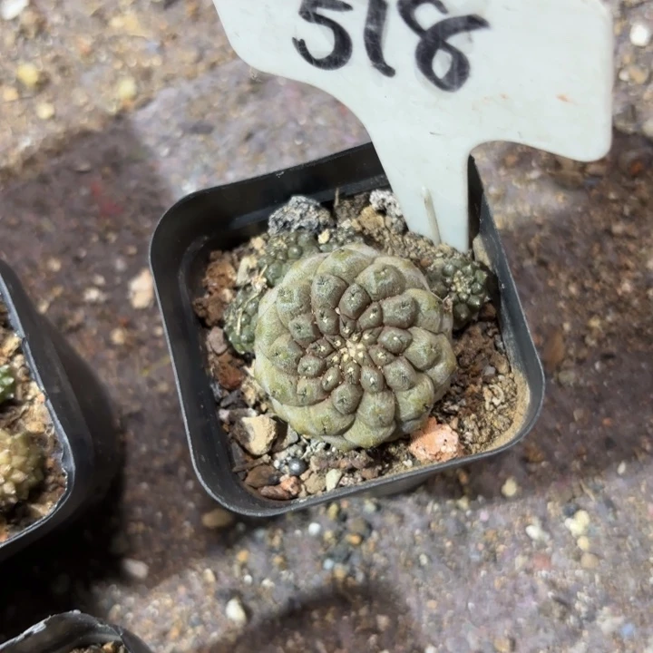 巴***粑518蜥蜴皮好养皮实