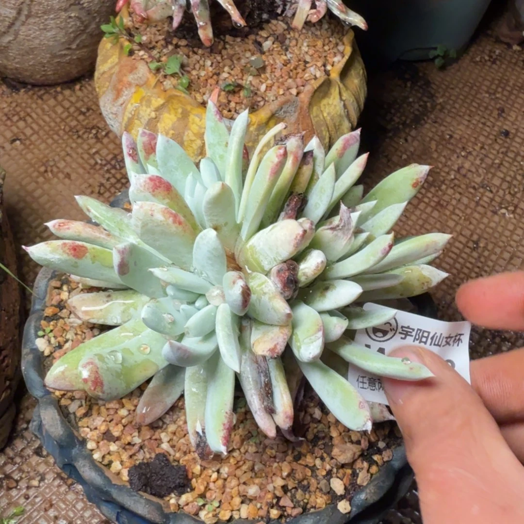 6132苹果拇指多肉