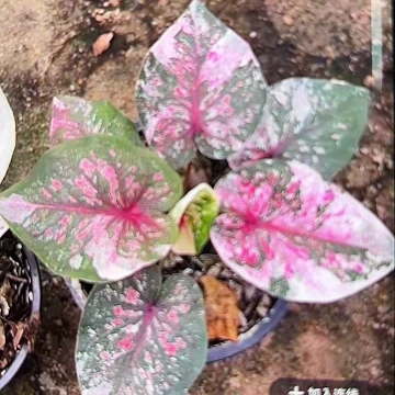 581-0510彩叶芋泰国发货