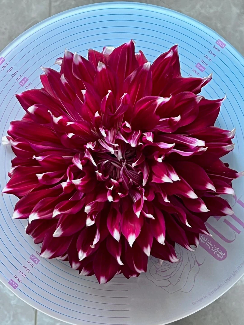 （X元素）进口重瓣 多年生大丽花巨花型盆栽地栽庭院种