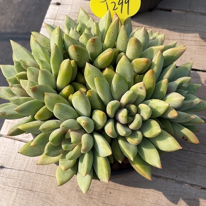红象牙多肉植物群生299