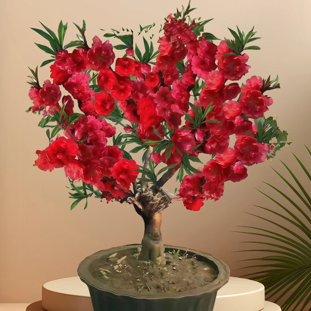 【带芽孢】耐寒腊梅38天开花浓香梅花地栽树苗四季开花卉室外绿植