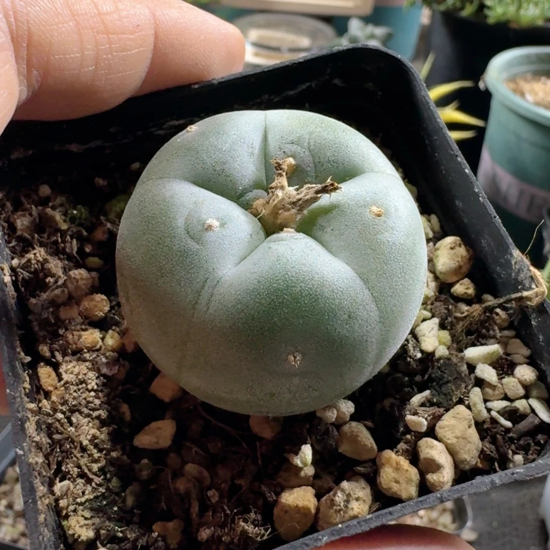 587蓝白肌银鱼脱土发货