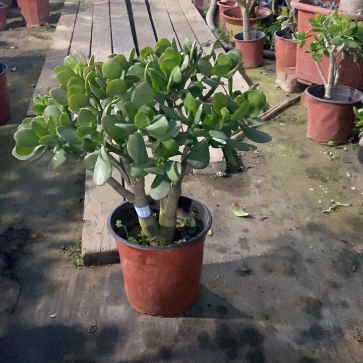 红叶玉树一物一拍