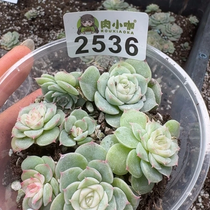 多肉植物多肉植物