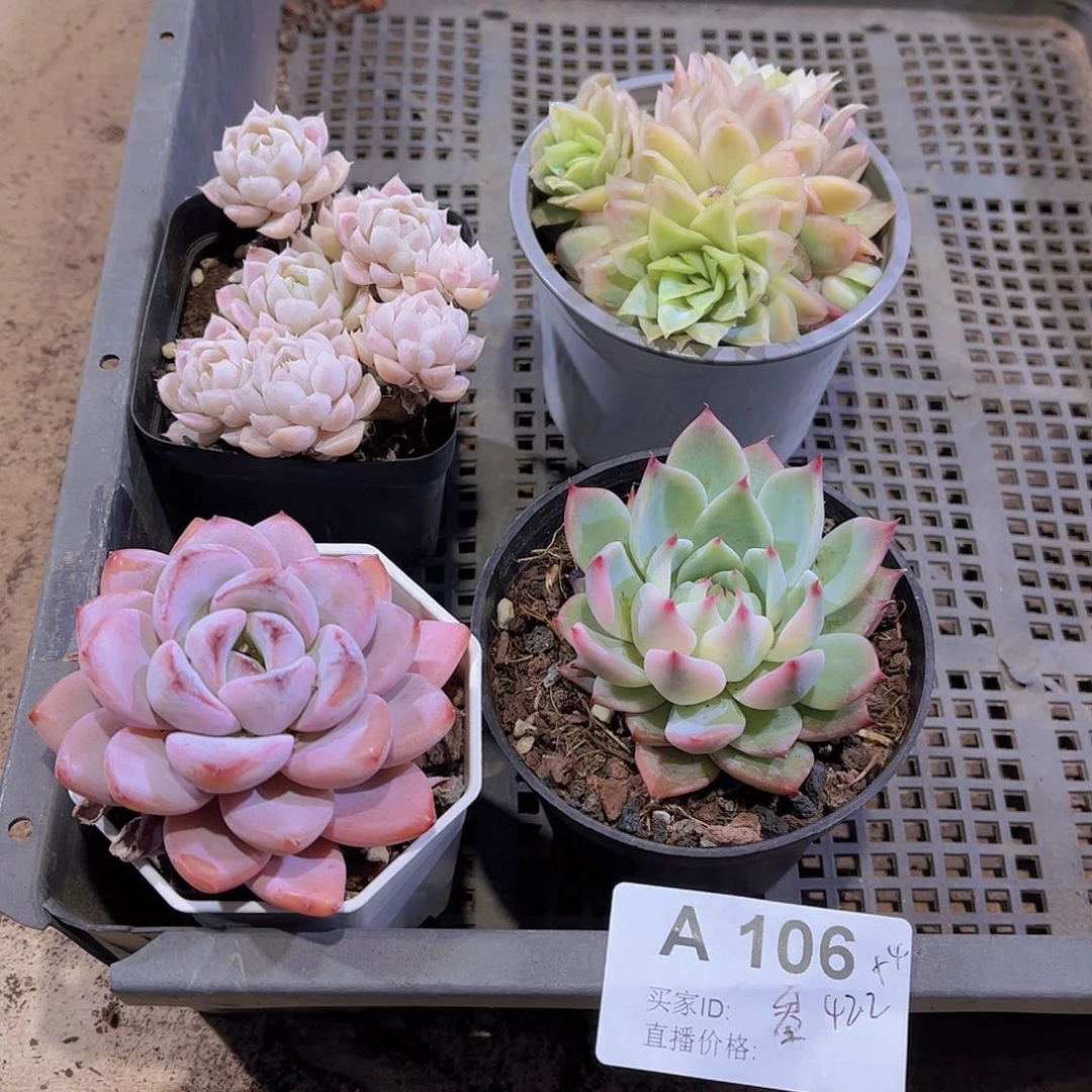 106号多肉植物多肉
