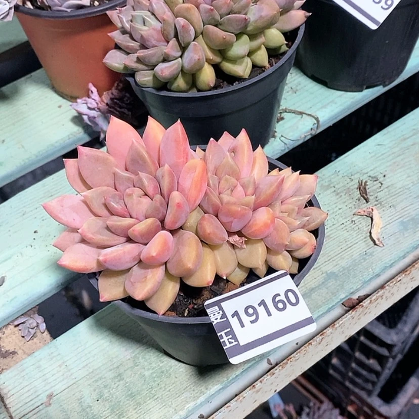 【闪购商品】红象牙19160