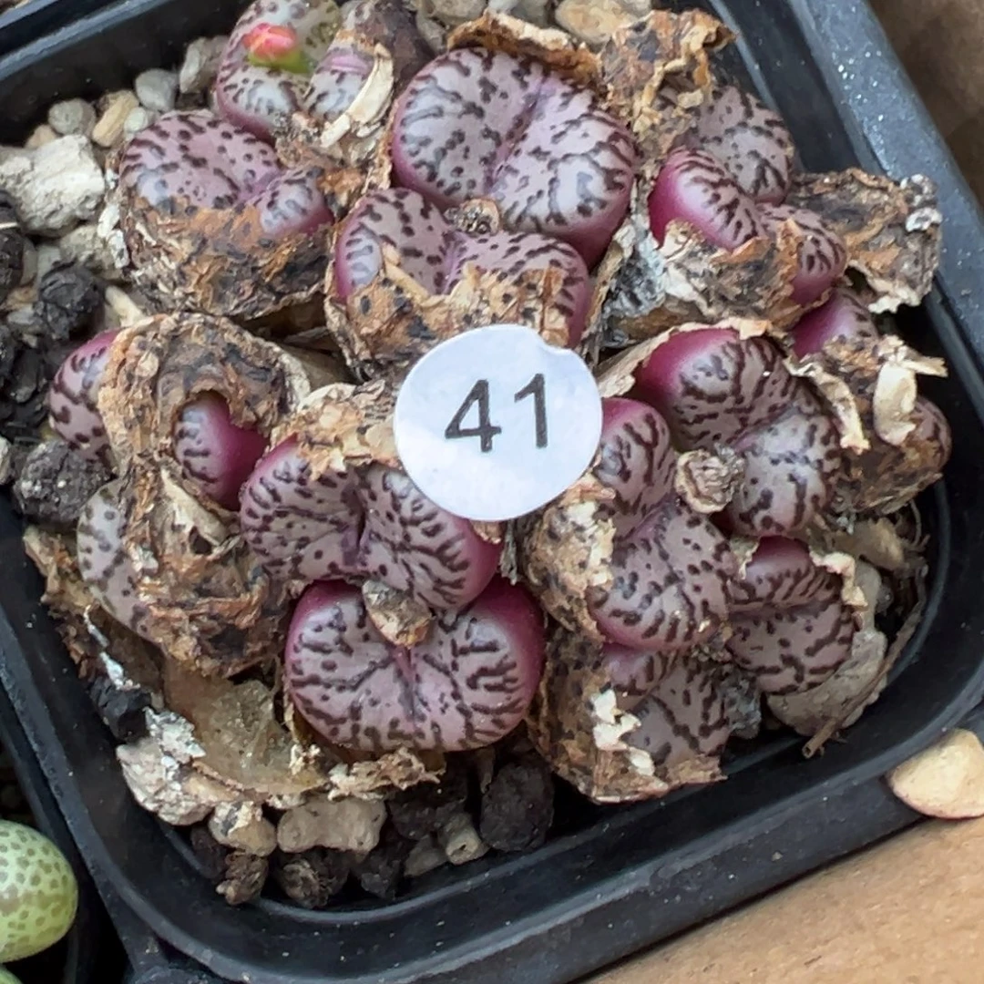 多肉植物111111111111