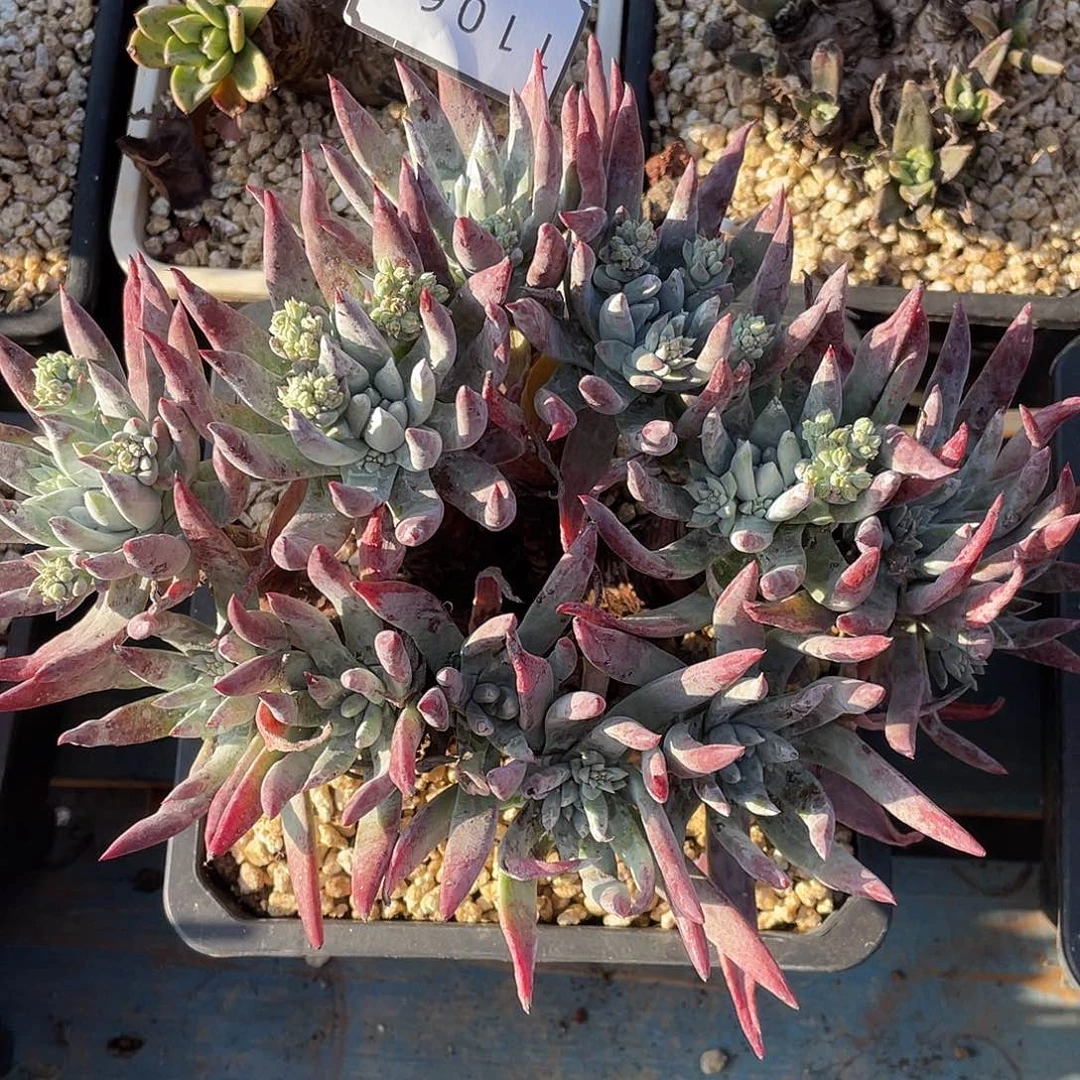 刘丹杂白雪老桩11067