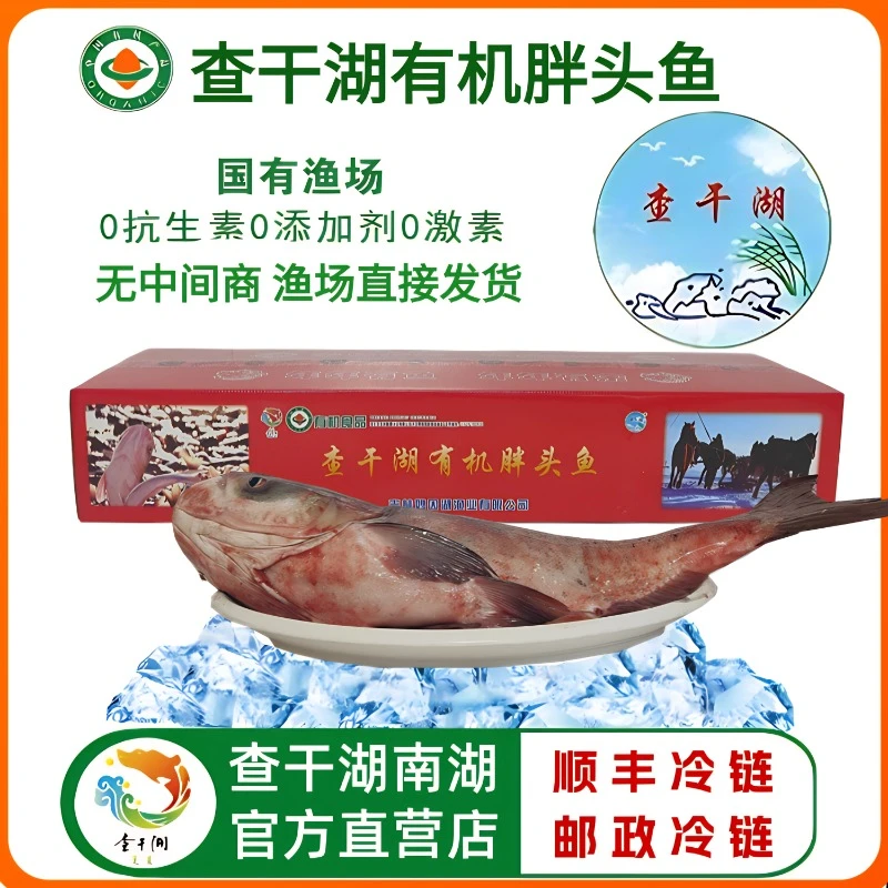 官方正品查干湖有机胖头鱼4-12斤  渔场直发