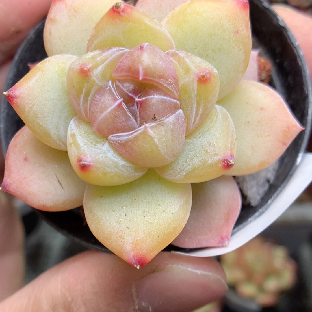 C60y y y y y y y y y y