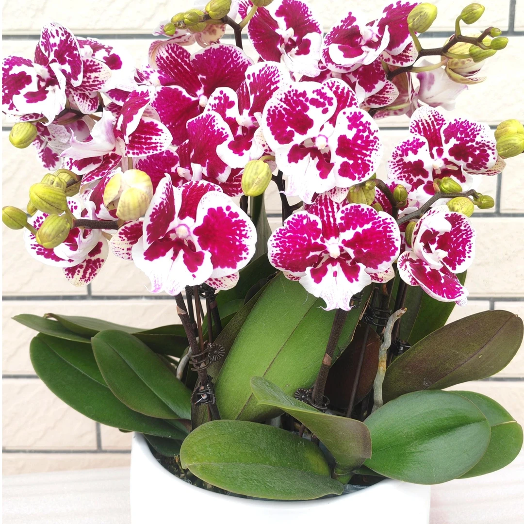 欧品[卡布奇洛]蝴蝶兰大花舌白色花瓣带有紫色斑点适合居家装饰