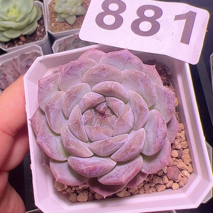 祥云多肉植物单头