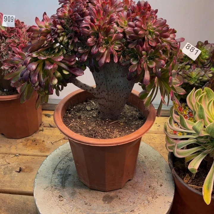 春****始多肉植物法师黑金刚缀913