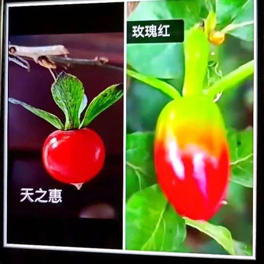 无花朵嫁接玫瑰红加天之惠