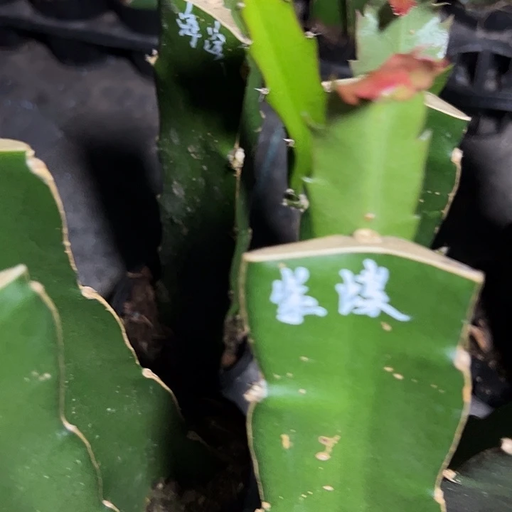 紫蝶嫁接单片小苗一颗60