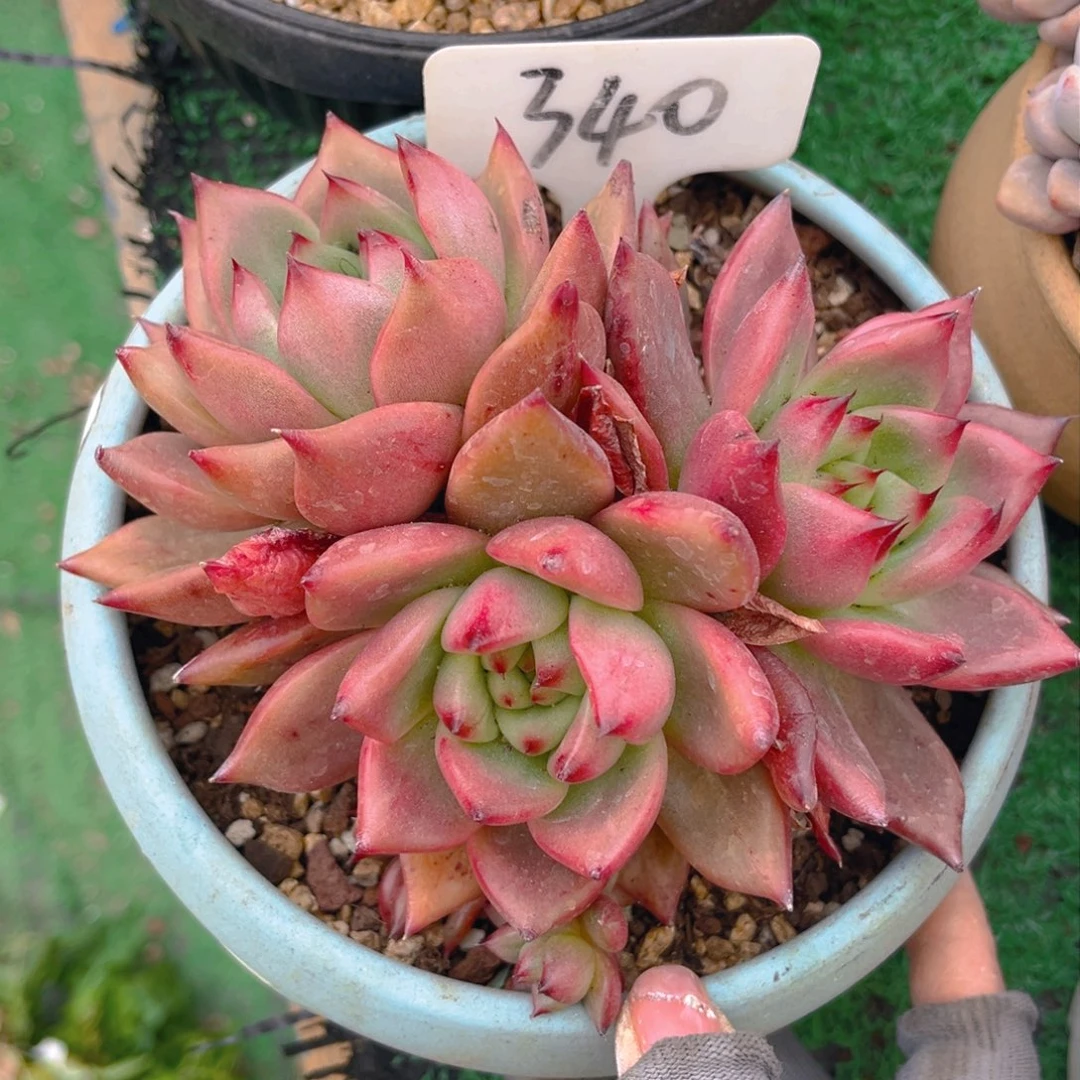 平**水340fghjjjjijjjjjjk