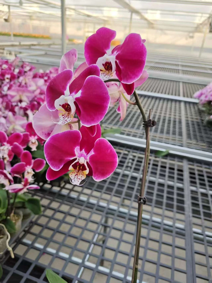 高品质蝴蝶兰【幻影】带花剑带花苞四季开花室内好养盆栽