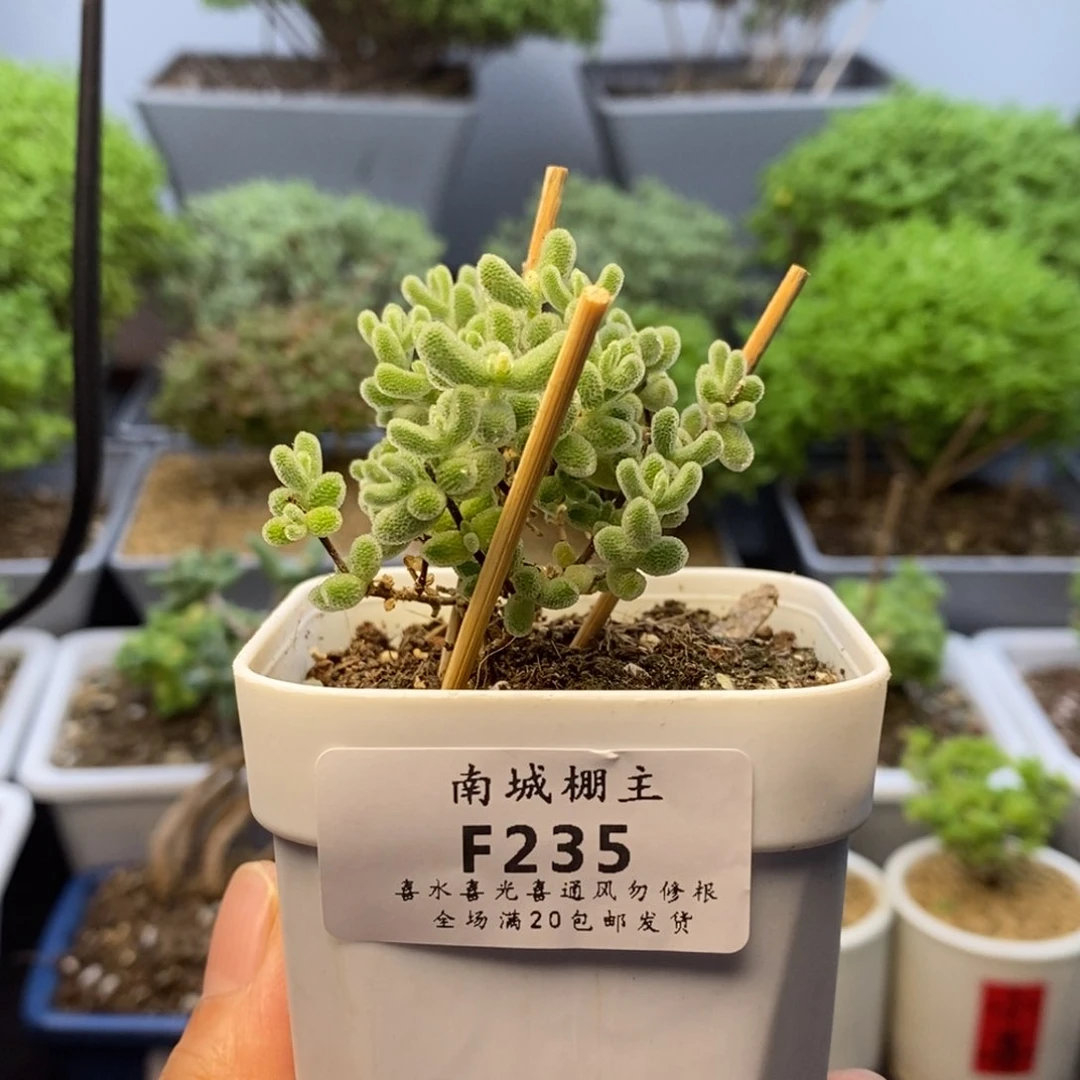 235优选冰晶枝干番杏