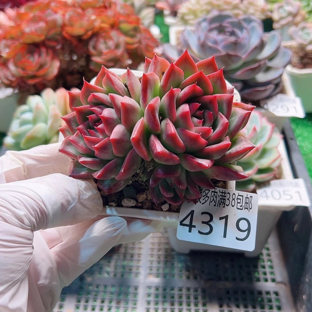 无花朵多肉一物一拍植物4319