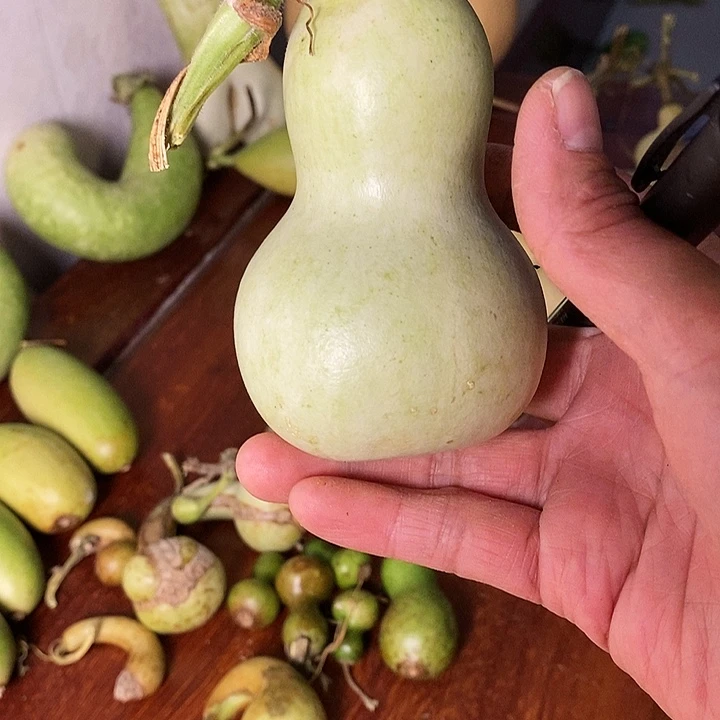 福***?保定顿葫芦手把件