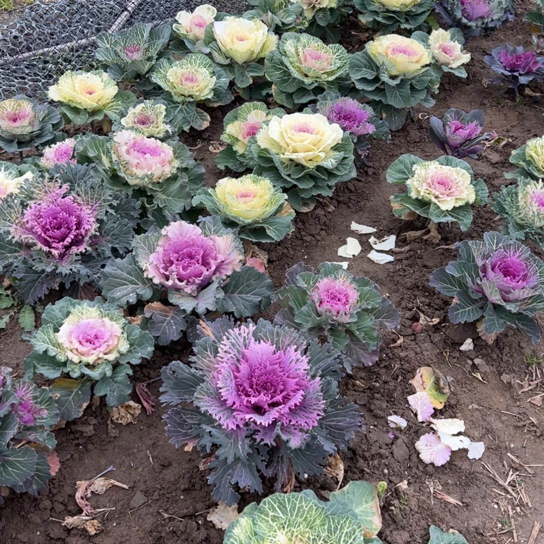 羽衣甘蓝多肉植物四颗。