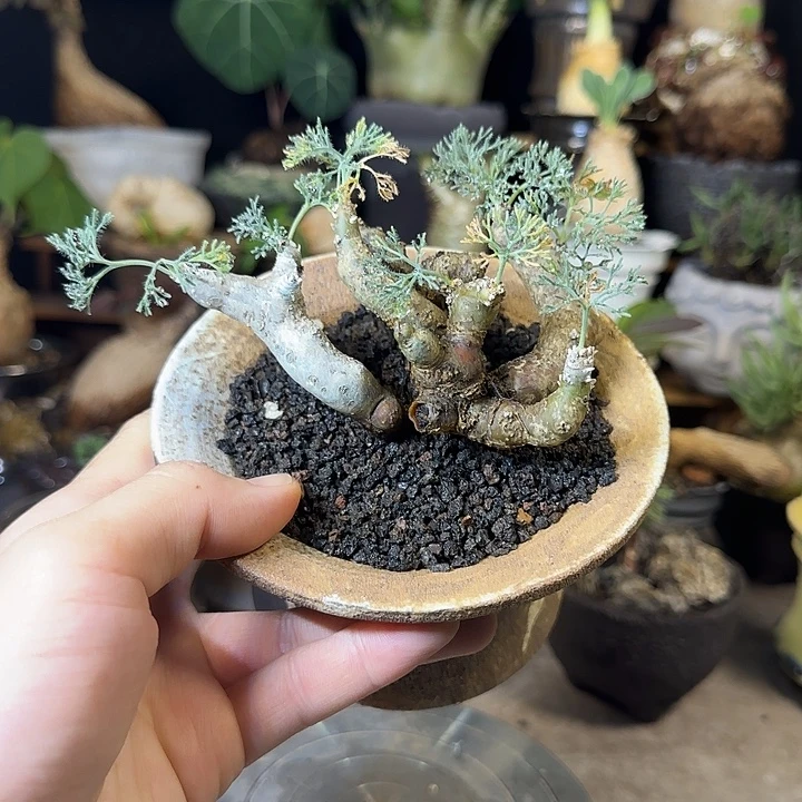 一物一拍黑皮月界580