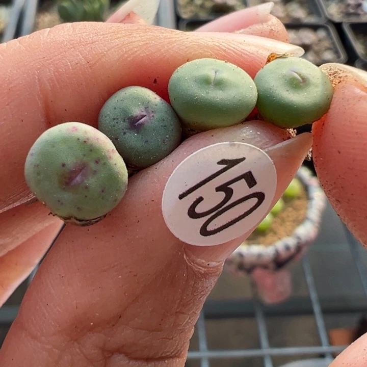 150号这颗多肉有点好看