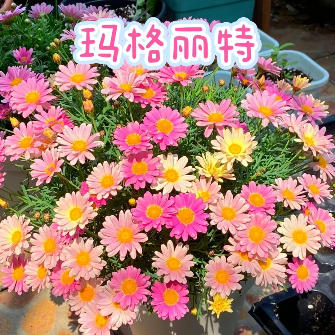 【玛格丽特】盆栽庭院耐寒四季开花阳台夏季春季黄色净化特大