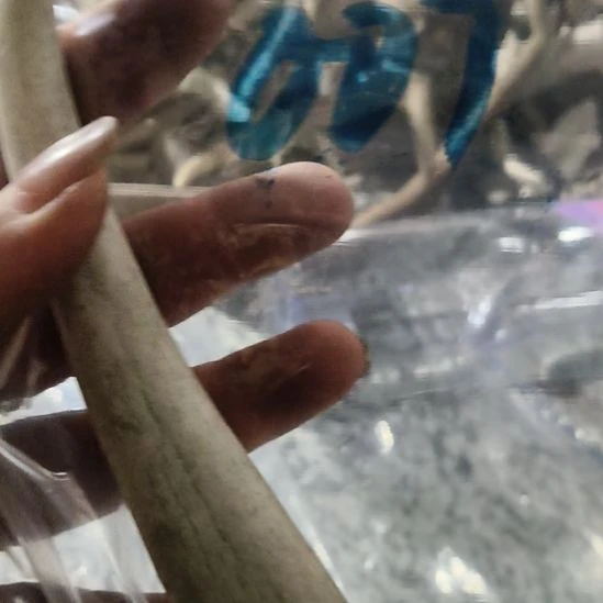 盗***香非金属无鹿角鹿角鹿角鹿角鹿角鹿角