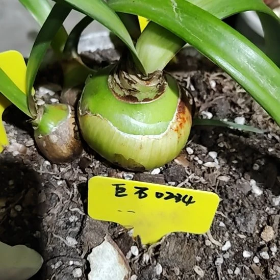 巨石杂交0234一个主球6.0，不含侧