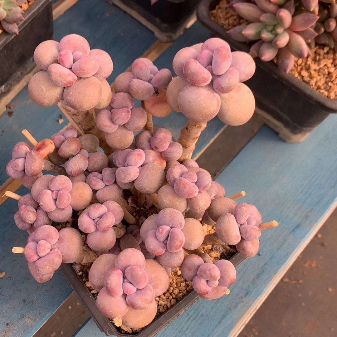 腰子蛋老桩开播福利