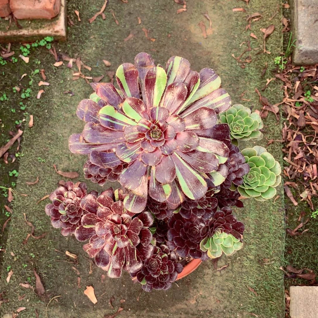 水墨丹青，多肉植物